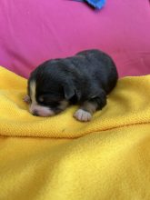 Chiots de race Berger australien à vendre chez l'éleveur EARL HIVERT NATHALIE