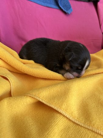 Image de la portée de chiot de l'élévage EARL HIVERT NATHALIE