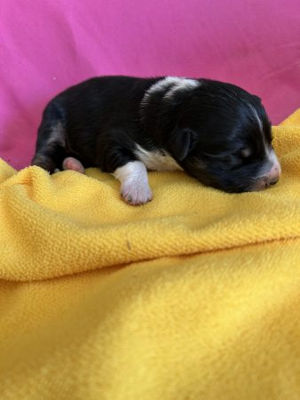 Image de la portée de chiot de l'élévage EARL HIVERT NATHALIE