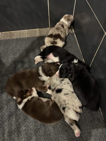 Image de la portée de chiot de l'élévage ENTREPRISE MAHAUT COUVERTURE