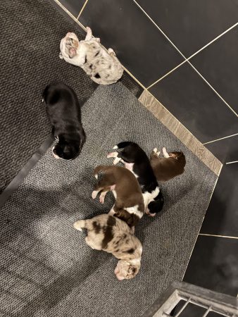 Image de la portée de chiot de l'élévage ENTREPRISE MAHAUT COUVERTURE