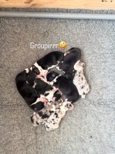 Chiots d'apparence Berger australien à vendre chez l'éleveur DU CLOS DE MELIE