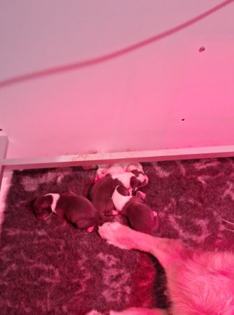 Image de la portée de chiot de l'élévage DU JARDIN D&rsquo;IZAC