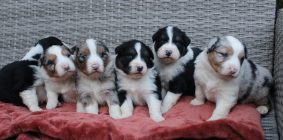 Chiots de race Berger australien à vendre chez l'éleveur DES TERRES DE LEGENDE