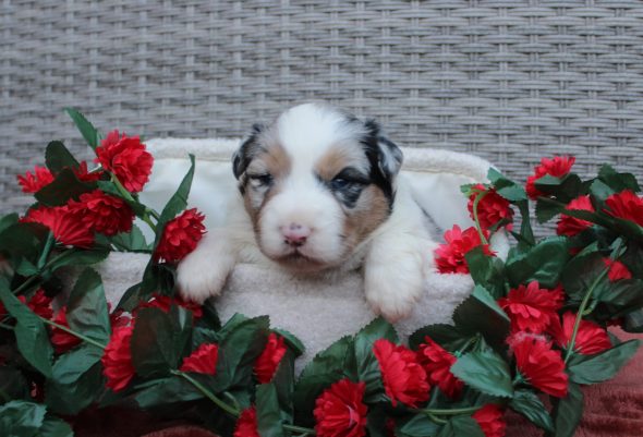 Image de la portée de chiot de l'élévage DES TERRES DE LEGENDE