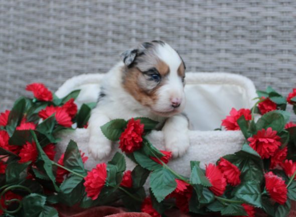 Image de la portée de chiot de l'élévage DES TERRES DE LEGENDE