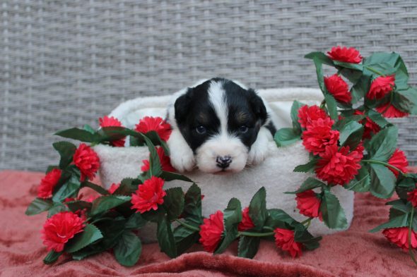 Image de la portée de chiot de l'élévage DES TERRES DE LEGENDE