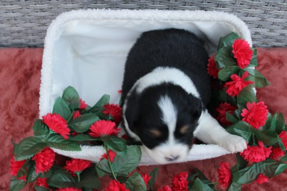 Image de la portée de chiot de l'élévage DES TERRES DE LEGENDE