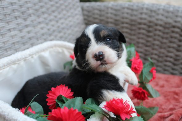 Image de la portée de chiot de l'élévage DES TERRES DE LEGENDE