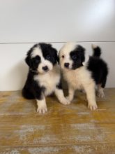 Chiots de race Berger australien à vendre chez l'éleveur EI MOYAT NICOLAS