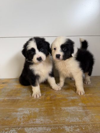 Image de la portée de chiot de l'élévage EI MOYAT NICOLAS