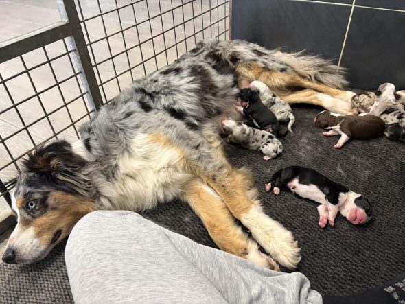 Image de la portée de chiot de l'élévage ELEVAGE DES DOGS DE LA FOSSERIE