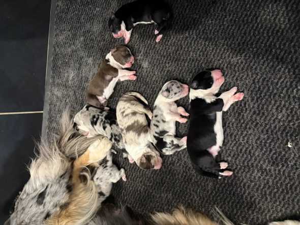 Image de la portée de chiot de l'élévage ELEVAGE DES DOGS DE LA FOSSERIE