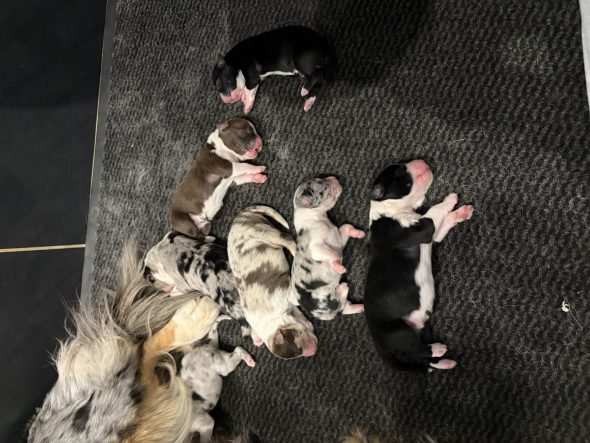 Image de la portée de chiot de l'élévage ELEVAGE DES DOGS DE LA FOSSERIE