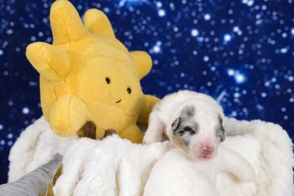 Image de la portée de chiot de l'élévage LES MONTS ARDECHOIS