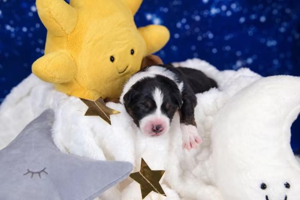 Image de la portée de chiot de l'élévage LES MONTS ARDECHOIS