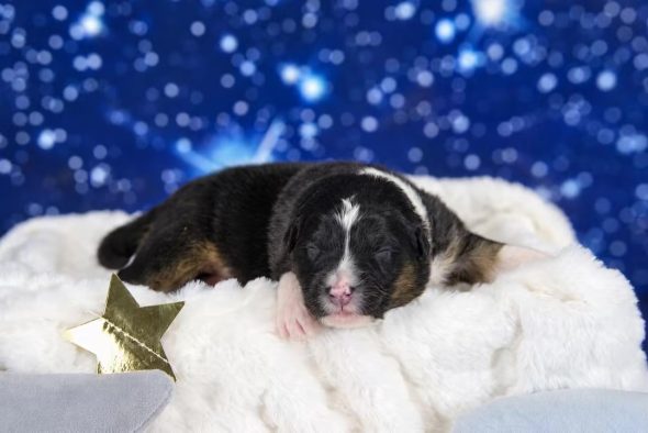 Image de la portée de chiot de l'élévage LES MONTS ARDECHOIS