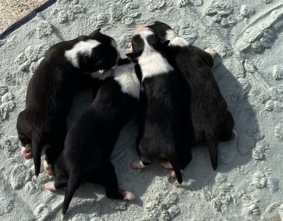 Image de la portée de chiot de l'élévage VALLA DE LA FOND