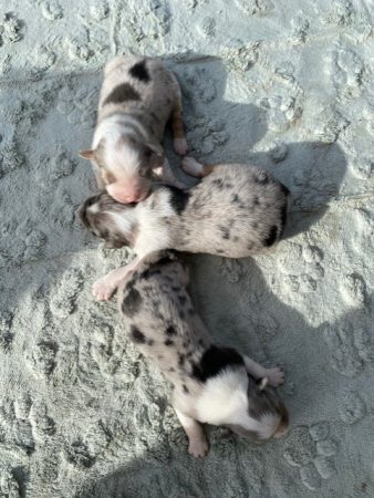 Image de la portée de chiot de l'élévage VALLA DE LA FOND