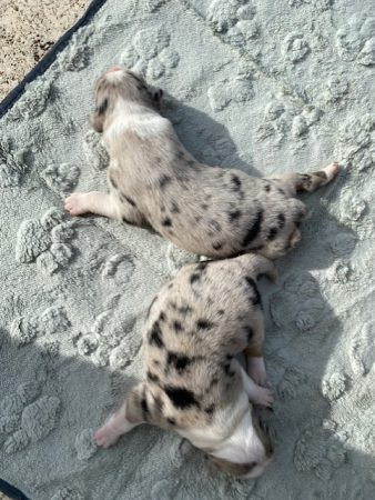 Image de la portée de chiot de l'élévage VALLA DE LA FOND