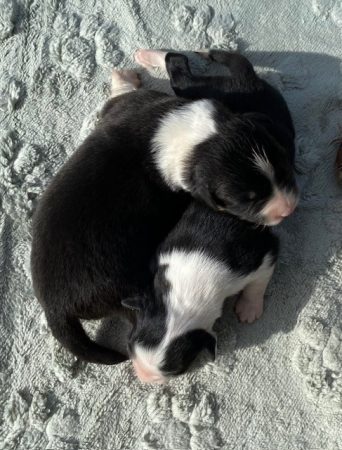 Image de la portée de chiot de l'élévage VALLA DE LA FOND
