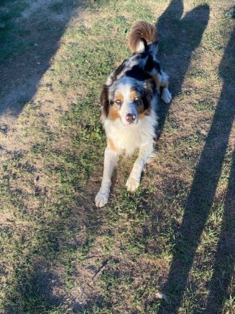 Image de la portée de chiot de l'élévage VALLA DE LA FOND