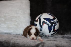 Chiots de race Berger australien à vendre chez l'éleveur DES LEGENDES DE MAIKA