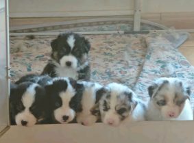 Chiots de race Berger australien à vendre chez l'éleveur Les joyaux de Julie