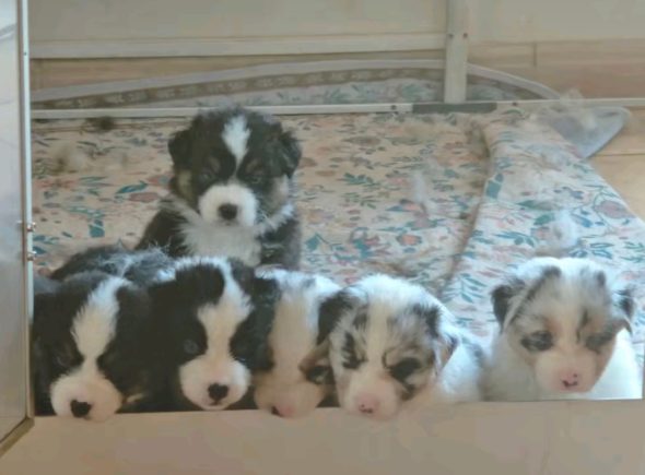 Image de la portée de chiot de l'élévage Les joyaux de Julie