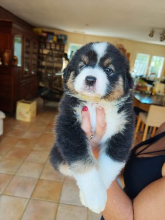 Image de la portée de chiot de l'élévage Les joyaux de Julie