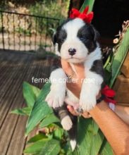 Chiots de race Berger australien à vendre chez l'éleveur Les joyaux de Julie