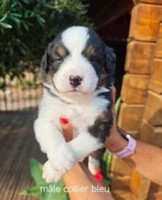 Chiots de race Berger australien à vendre chez l'éleveur Les joyaux de Julie