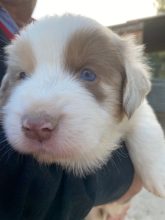 Chiots de race Berger australien à vendre chez l'éleveur VALLA DE LA FOND