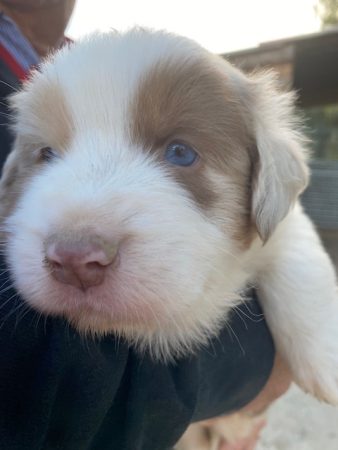 Image de la portée de chiot de l'élévage VALLA DE LA FOND
