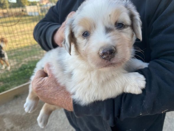 Image de la portée de chiot de l'élévage VALLA DE LA FOND
