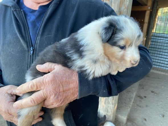 Image de la portée de chiot de l'élévage VALLA DE LA FOND