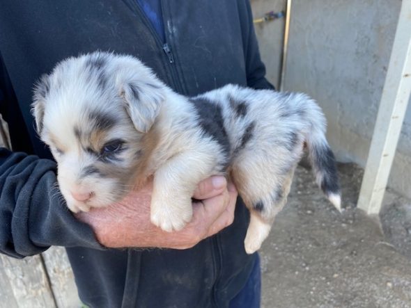 Image de la portée de chiot de l'élévage VALLA DE LA FOND