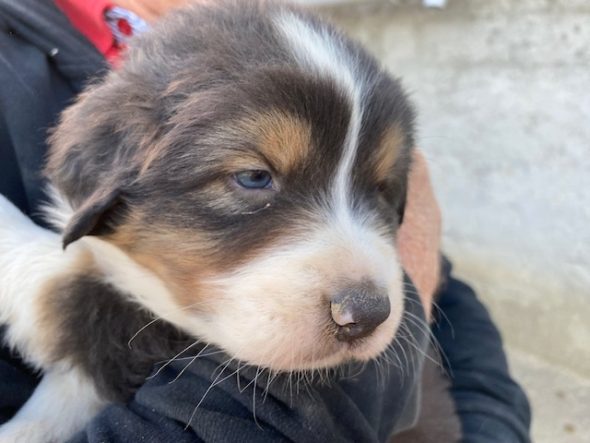 Image de la portée de chiot de l'élévage VALLA DE LA FOND