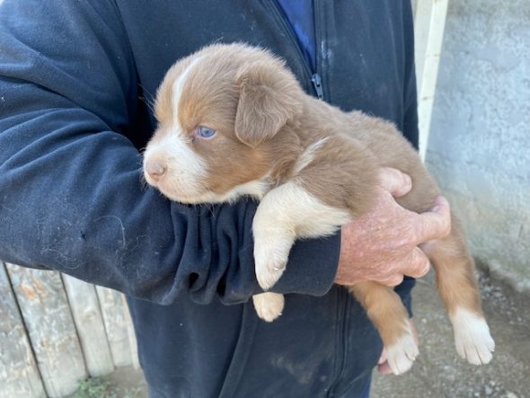 Image de la portée de chiot de l'élévage VALLA DE LA FOND