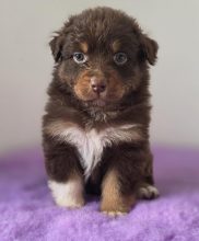 Chiots de race Berger australien à vendre chez l'éleveur DAMAS ADRIEN