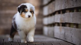 Chiots de race Berger australien à vendre chez l'éleveur LA DUNE D&rsquo;OZALEE