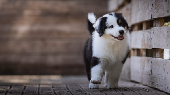 Image de la portée de chiot de l'élévage LA DUNE D&rsquo;OZALEE