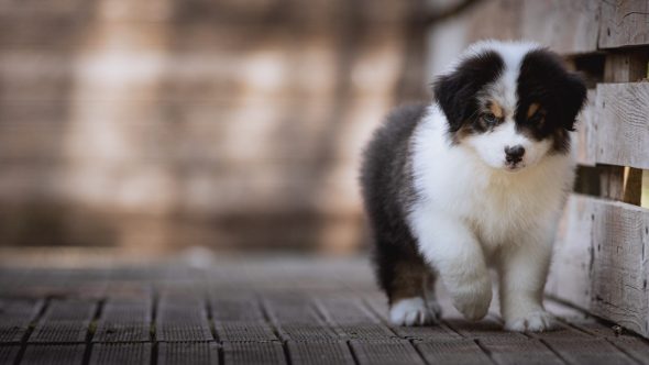 Image de la portée de chiot de l'élévage LA DUNE D&rsquo;OZALEE