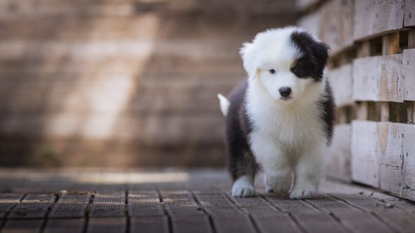Image de la portée de chiot de l'élévage LA DUNE D&rsquo;OZALEE