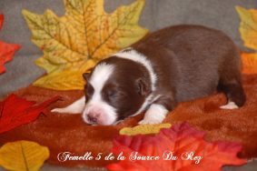 Chiots de race Berger australien à vendre chez l'éleveur DE LA SOURCE DU REZ