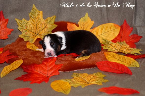 Image de la portée de chiot de l'élévage DE LA SOURCE DU REZ