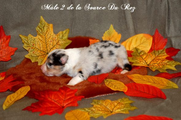 Image de la portée de chiot de l'élévage DE LA SOURCE DU REZ