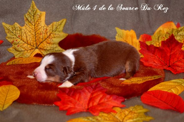 Image de la portée de chiot de l'élévage DE LA SOURCE DU REZ