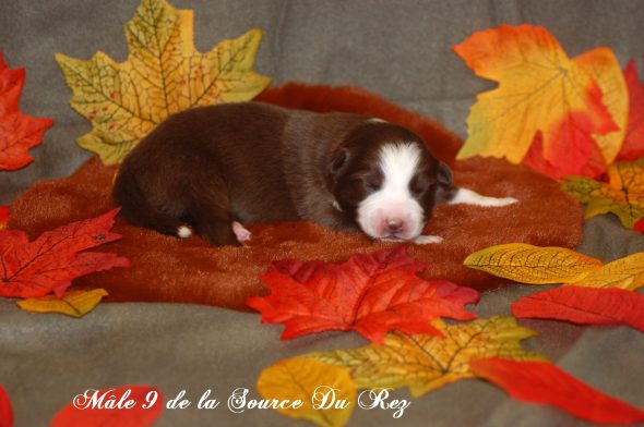 Image de la portée de chiot de l'élévage DE LA SOURCE DU REZ