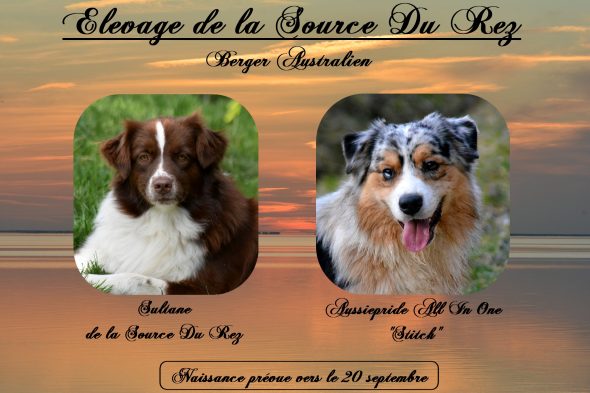 Image de la portée de chiot de l'élévage DE LA SOURCE DU REZ